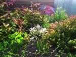 Ludwigia sp. Pink