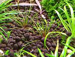 eriocaulon australia red
