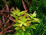 Rotala Pink
