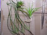 Eriocaulonsp 'Japan Needle Leaf' 
Eriocaulon Parkeri