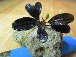 Bucephalandra sp. Brownie Metalica.