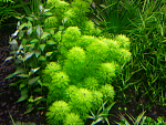 Limnophila dwarf