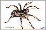   Lycosa singoriensis