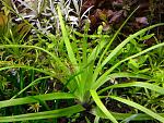 Eriocaulon compressum