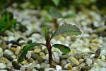 Bucephalandra sp. Central Cali, North Kudagan