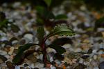 Bucephalandra sp. Central Cali, North Kudagan