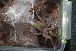 Chilobrachys huahini FM 002 TM