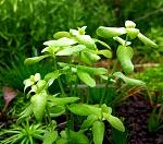 Bacopa Pantanal