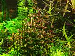 Lindernia sp. India