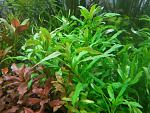 Limnophila Blume