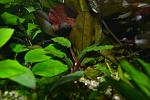Bucephalandra sp. Theia 9