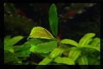 Busephalandra