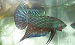 betta smaragdina guitar male