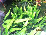 microsorum sp.sri lanka