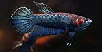 Betta foerschi mandor pl