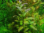 ammania multiflora 02