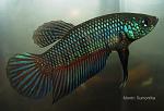 betta sticos
