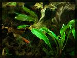Bucephalandra Bukit Kelam-Sintang