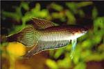    Betta bellica1