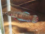 gfemelle betta splendens sauvages