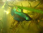 betta stiktos