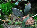 Bucephalandra sp. Batang Lemanak