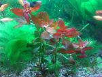 Ludwigia repens Rubin  
 (  )
