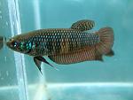betta smaragdina regular female