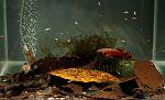Betta macrostoma 