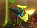 Betta imbelis