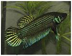 betta mahachai original male