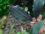 Bucephalandra sp. Batang Lemanak 1