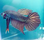 betta smaragdina copper male
