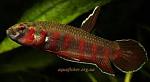   Betta rubra1