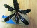 Bucephalandra sp. Palm Tree, Daerah Sanggau