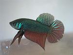 betta smaragdina regular male