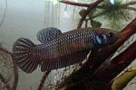 betta mahachai original female