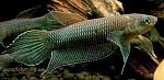    Betta bellica