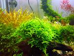 Peacock Moss1