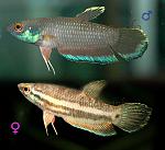 Betta taeniata 