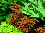 Ludwigia guinea 21