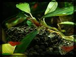 Busephalandra