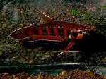   Betta rubra
