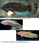 Betta siamorientalis