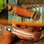 Betta macrostoma pl lg