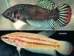 betta siamorientalis