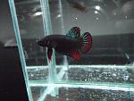 gmale Betta Splendens sauvage