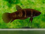 betta smaragdina copper female