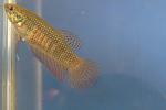 betta smaragdina guitar female