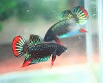 Betta sp, Kabinburi 1